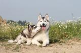 SIBERIAN HUSKY 105